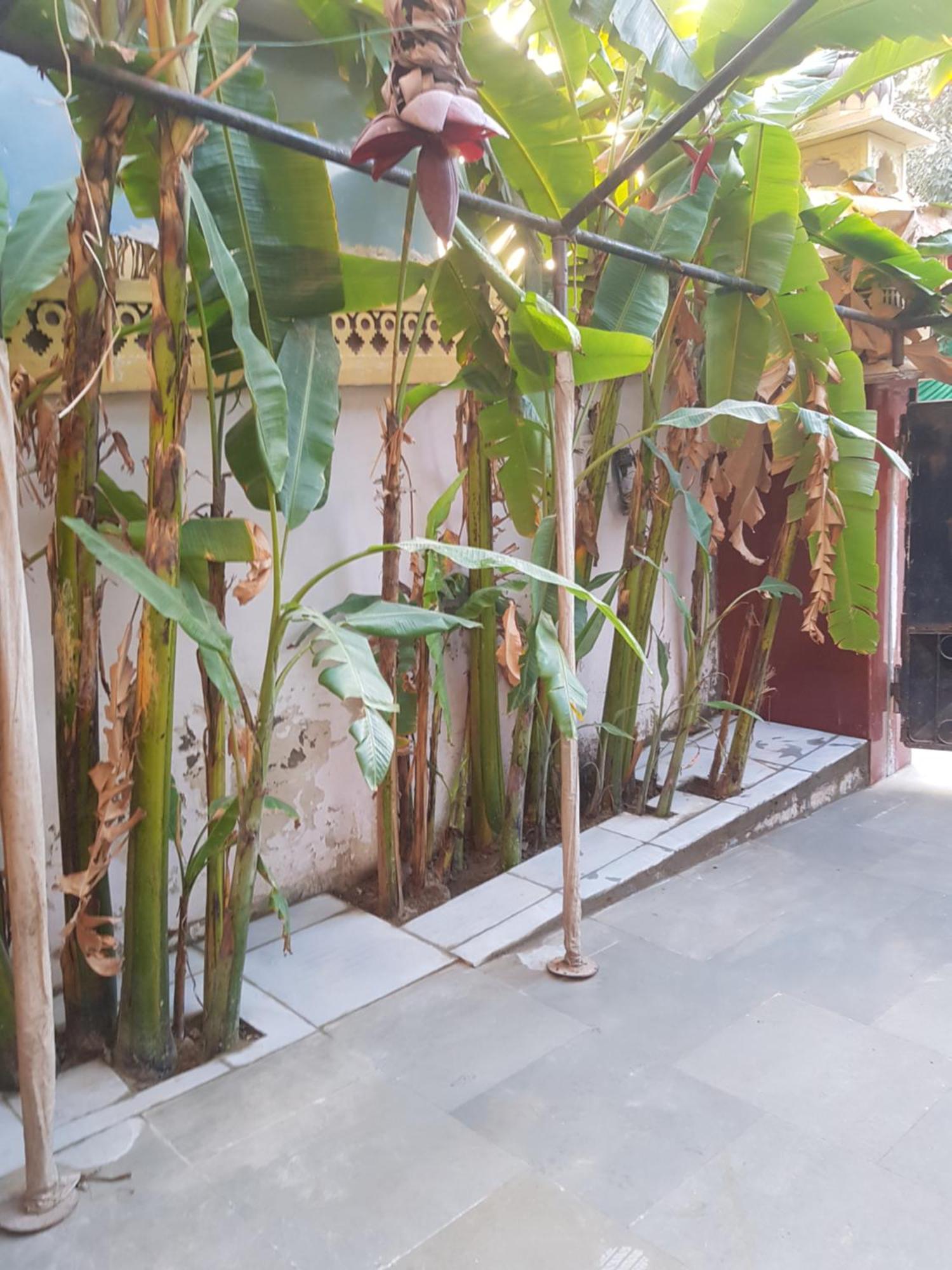 Sureli Haveli Apartment Jaipur Ruang foto